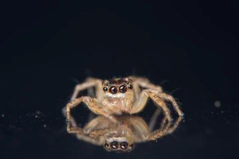 Macro background spider Stock Photos