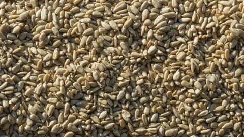 Macro background of sunflower seeds texture under natural light. Stock Photos