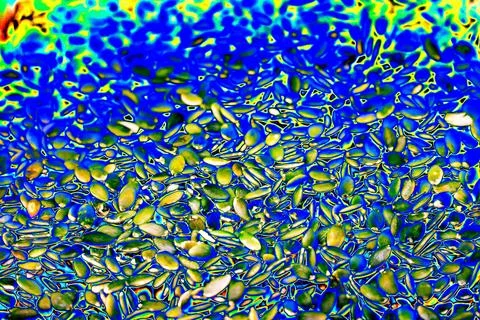 Macro background texture of green pumpkin seeds. Changed color scheme. Colo.. Stock Photos