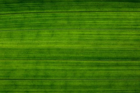 Macro background, texture leaf pattern Stock Photos