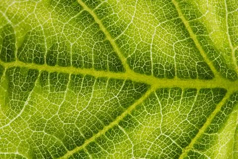 Macro background, texture leaf pattern 写真素材