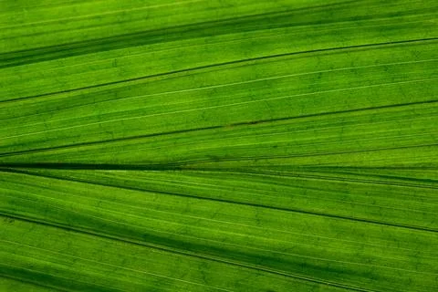 Macro background, texture leaf pattern 写真素材