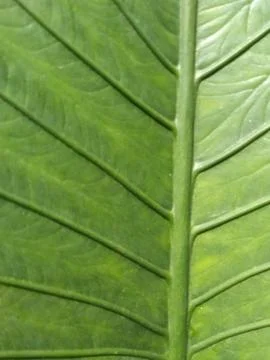 Macro background texture of leaf veins visible Stock Photos