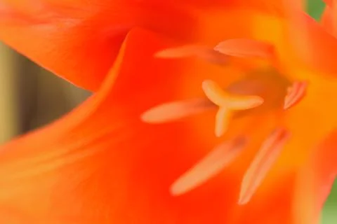 Macro background texture of orange colored Burgundy Lily Stock Photos