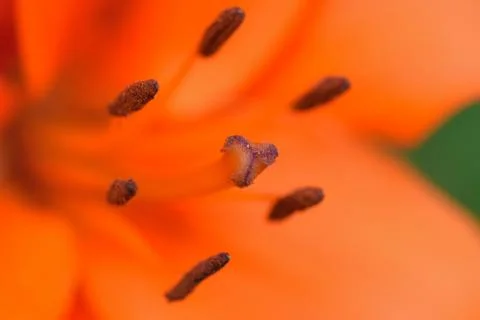 Macro background texture of orange colored Burgundy Lily Stock Photos