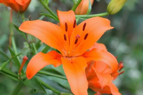 Macro background texture of orange colored Burgundy Lily Stock Photos