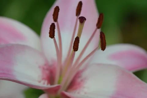 Macro background texture of pink colored Burgundy Lily Stock Photos