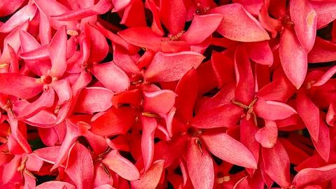 Macro Background of Vibrant Red Ixora Chinensis Flowers in Full Bloom Stockfoto's