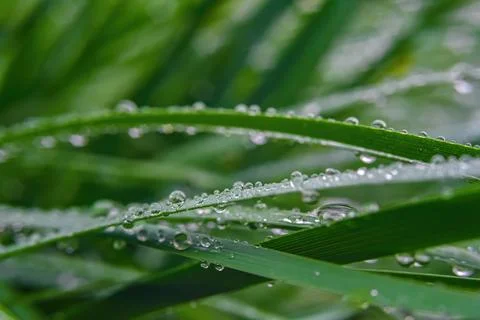 Macro. Background, water drops on the green grass Stock Photos