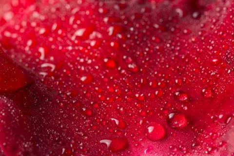 Macro background of water drops on red rose petals. Stock Photos