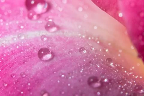 Macro background of water drops on rose petals Stock Photos