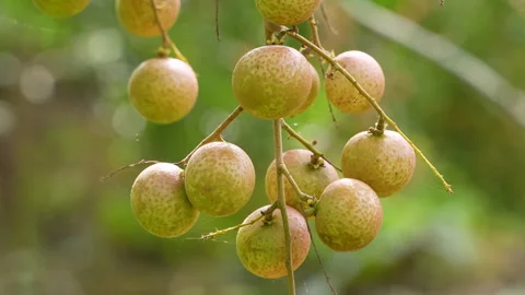 Macro Backlit Longan Fruit Bunch With Blurred Bokeh Background Stock Footage 337234145