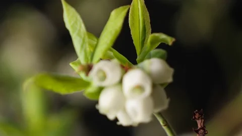 Macro backward dolly setting white blueberry blossom into focus Stock Footage 151819815