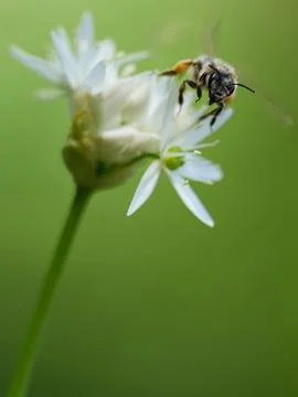Macro banner image of a bee flying near blooming wild garlic (Allium ursinum) Stock Photos