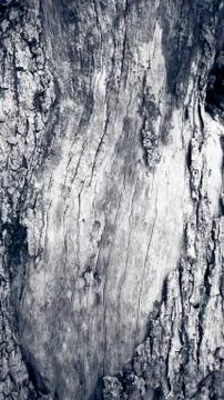 Macro of a bark of olive tree Stock Photos