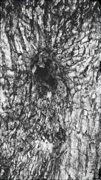 Macro of a bark of olive tree Stock Photos