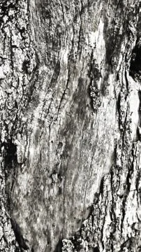 Macro of a bark of olive tree Stock Photos