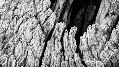 Macro of a bark of olive tree Stock Photos