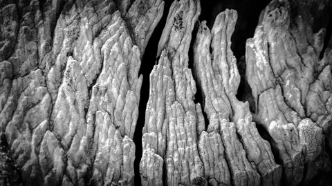 Macro of a bark of olive tree Stock Photos