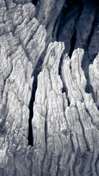 Macro of a bark of olive tree Stock Photos