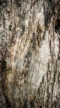 Macro of a bark of olive tree Stock Photos