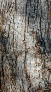 Macro of a bark of olive tree Stock Photos