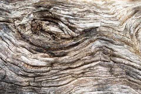 Macro of a bark of olive tree Stock Photos