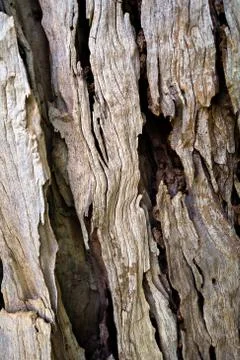 Macro of a bark of olive trees creates an abstract effect of texture Stock Photos