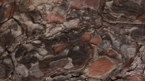 Macro bark of tree. Close-up soft focus nature vertical format video Stock Footage 176895195