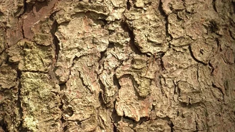 Macro bark tree texture background 4k Stock Footage 229427826