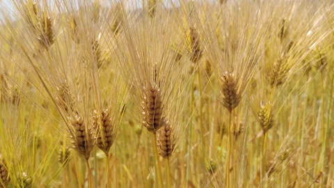Macro barley leaves and stems texture, green plant background Vidéo 329581580