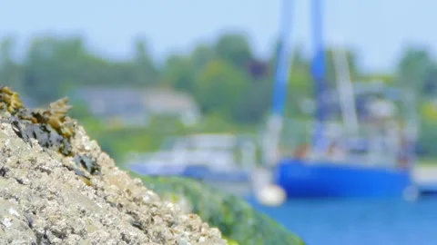Macro of barnacles and seaweed on rock with sailboat background Stock Footage 338265161