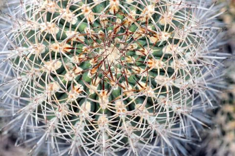 Macro of barrel cactus Stock Photos