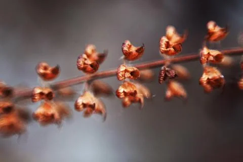 Macro of basil flower Stock Photos