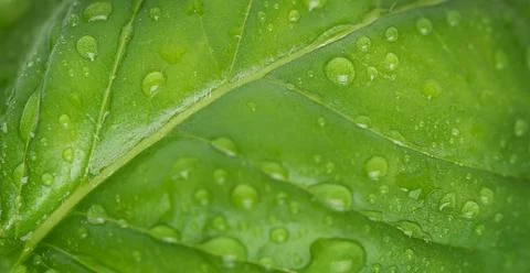 Macro of basil leaf background with drops. Selective focus. Stock Photos