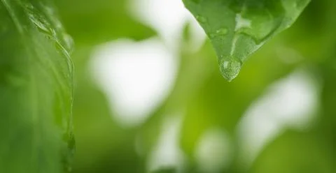 Macro of basil leaf with drop. Selective focus, copy space. Stock Photos