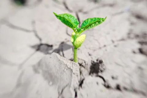 Macro of bean germ  with first leaves over soil background Stock Photos