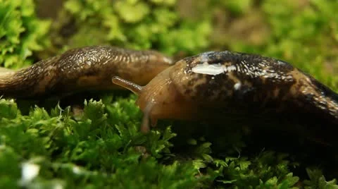Macro Beautiful Baby Snail Crawling in Nature, Close Up View of Crawling Snail Stock Footage