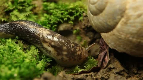 Macro Beautiful Baby Snail Crawling in Nature, Close Up View of Crawling Snail Видео 8841206