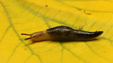 Macro Beautiful Baby Snail Crawling in Nature, Close Up View of Crawling Snail Stock Footage 12520178