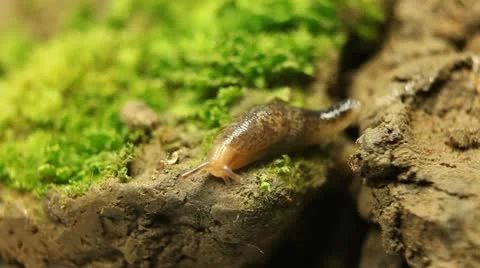 Macro Beautiful Baby Snail Crawling in Nature, Close Up View of Crawling Snail Stock Footage