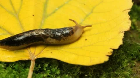 Macro Beautiful Baby Snail Crawling in Nature, Close Up View of Crawling Snail Video stock 12521353