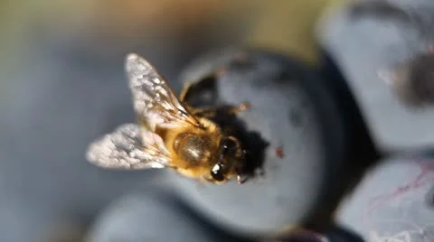 Macro, Beautiful Bee Eating Purple Sweet Grapes, Autumn, Close Up, Hive, Beehive Stockbeeldmateriaal 8838813
