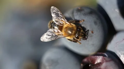 Macro, Beautiful Bee Eating Purple Sweet Grapes, Autumn, Close Up, Hive, Beehive Видео 8838838