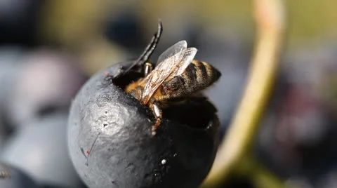 Macro, Beautiful Bee Eating Purple Sweet Grapes, Autumn, Close Up, Hive, Beehive Видео 8838936