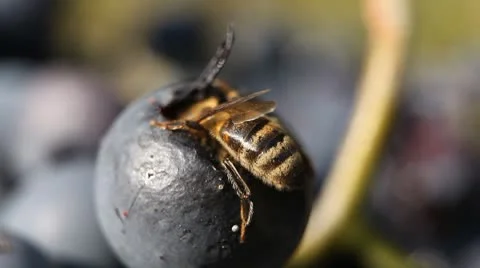Macro, Beautiful Bee Eating Purple Sweet Grapes, Autumn, Close Up, Hive, Beehive Видео 8839053