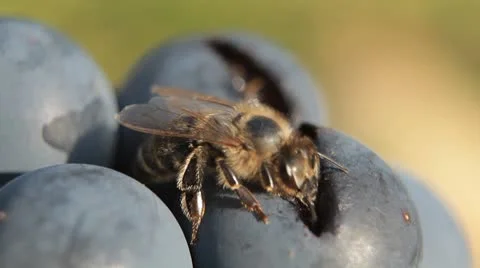 Macro, Beautiful Bee Eating Purple Sweet Grapes, Autumn, Close Up, Hive, Beehive Видео 8839310