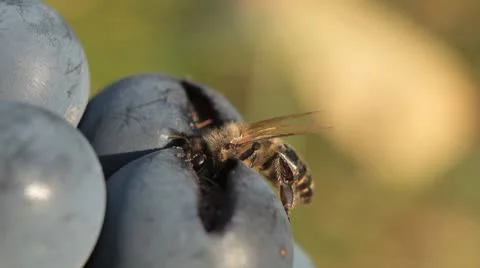 Macro, Beautiful Bee Eating Purple Sweet Grapes, Autumn, Close Up, Hive, Beehive Видео 8839628