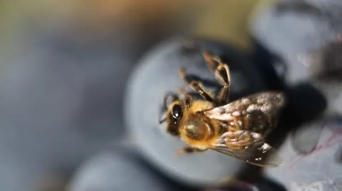 Macro, Beautiful Bee Eating Purple Sweet Grapes, Autumn, Close Up, Hive, Beehive Видео 8839764