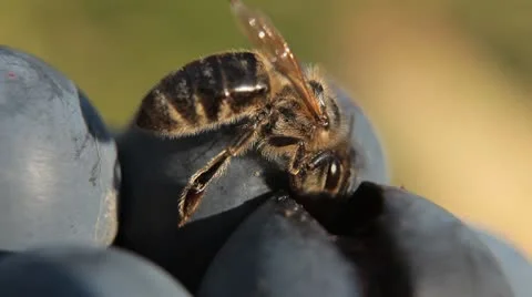 Macro, Beautiful Bee Eating Purple Sweet Grapes, Autumn, Close Up, Hive, Beehive Vídeo Stock 8909406